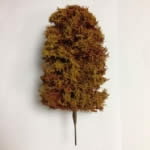 K&M: Height 175mm: Autumn Colour Tree