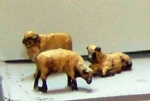 P&D Marsh: OO Gauge: Sheep - Requires Painting